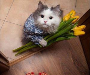 A Cat In Love