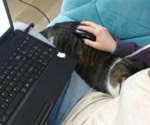 Perfect Cooperations