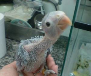 Baby parrots or dinosaurs ?