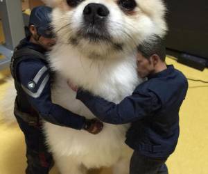 World's biggest chihuahua