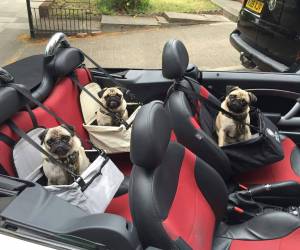 Pug Car Seats