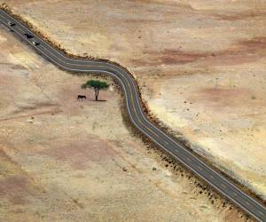 Save every tree as if its the last