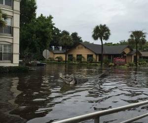 Heavy rain, flooding have gators on the move...