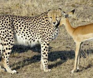 Unlikely and unbelievable  animal friendship