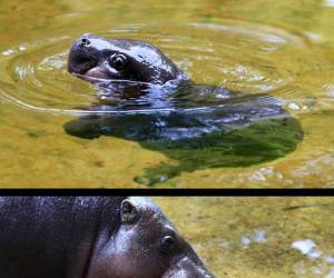 Little hippo learning to swim for the first time