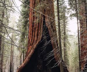 The heart tree in Sequoia National Park California