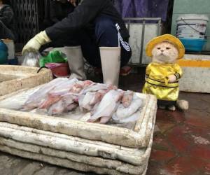 Surveying the fish market.