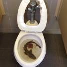 Surprises!!! Baby shark in toilet