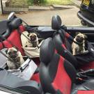 Pug Car Seats