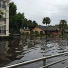 Heavy rain, flooding have gators on the move...