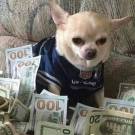 50 Cent's Dog