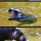 Little hippo learning to swim for the first time